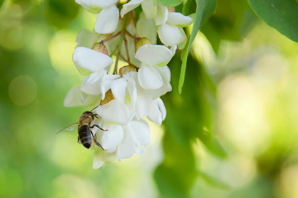 fleur d'acacias abeille