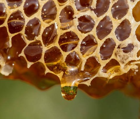 récolte du miel d'acacias